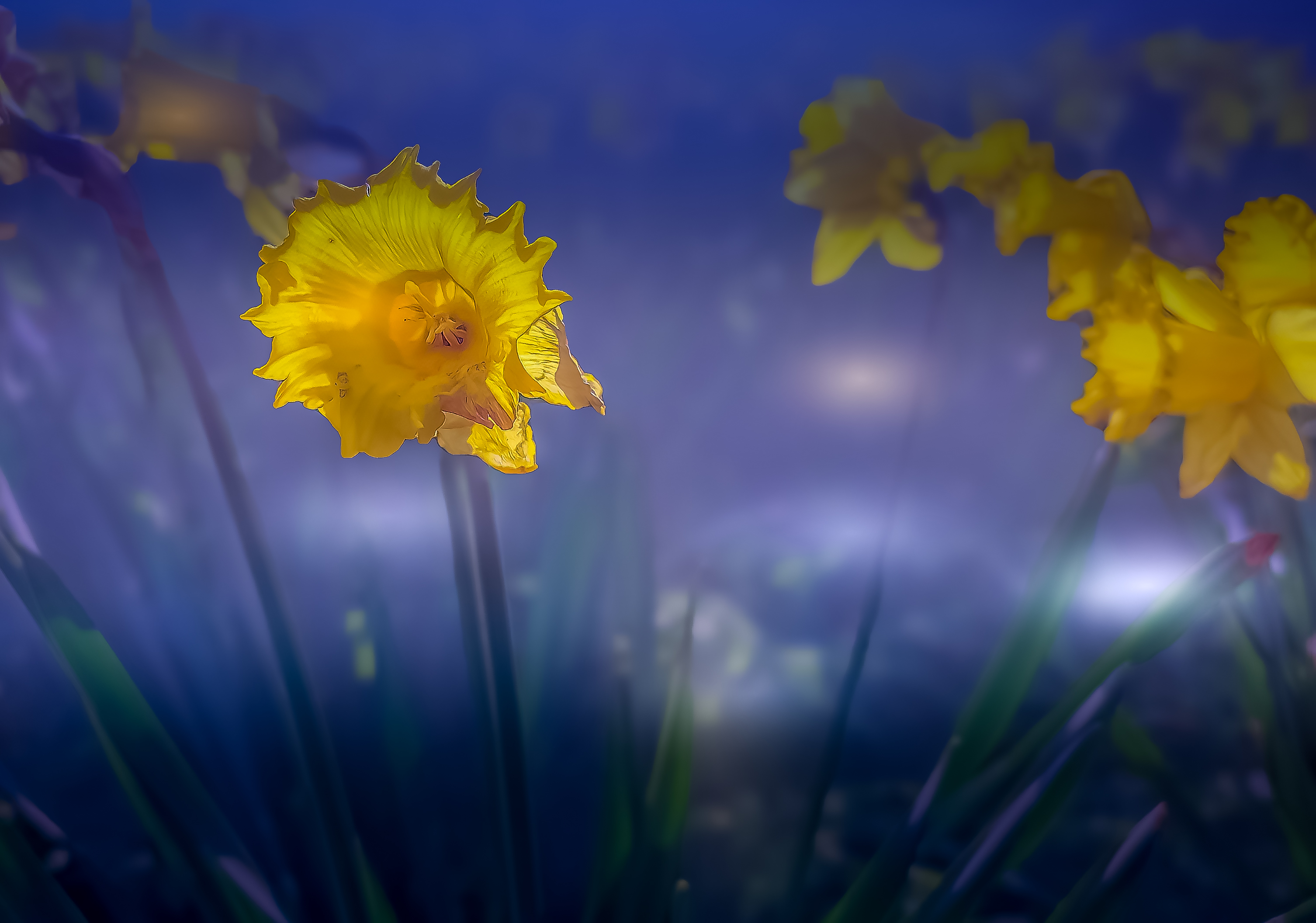 Daffodil Chester Green